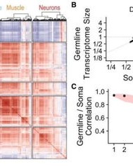 细胞的怎么组词