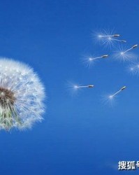 蒲公英的那个佛怎么组词