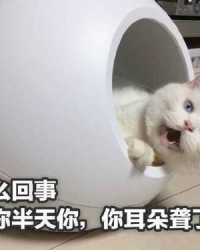 你耳朵聋怎么组词