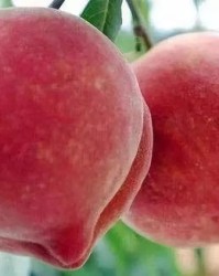 桃子子桃怎么组词