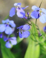 种花子的子怎么组词