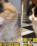 神喵的喵怎么组词