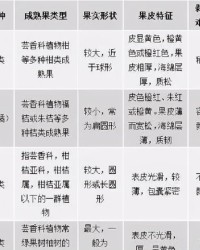 橙和柚怎么组词呢