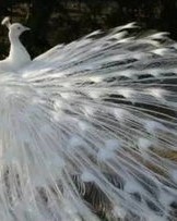 孔雀的车怎么组词