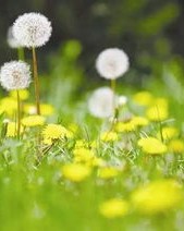 蒲公英语怎么组词