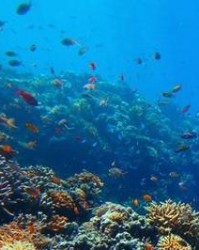 礁的组词(礁的组词和拼音是什么)