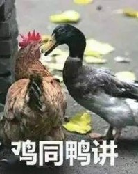 鸡鸭可以怎么组词啊