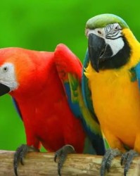 鹦鹉的因可以怎么组词