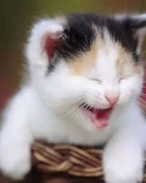 猫怎么组词语