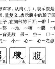 腹的组词拼音(腹的组词拼音偏旁)