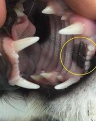 带口字旁的猫怎么组词