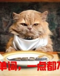 猫怎么组词