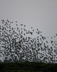 风光组词(XX风光组词)