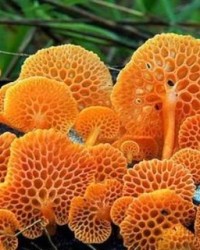 菇两字怎么组词