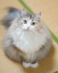 猫怎么组词毛毛毛毛