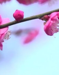 梅花的玫还能怎么组词