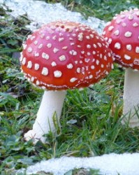 蘑菇的菇组词(蘑菇的菇组词二字)