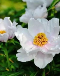 牡丹的丹怎么组词