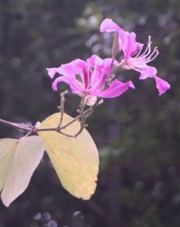 缕缕的缕组词(缕缕词语)