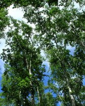 白桦树的桦组词(白桦树的桦组词语)