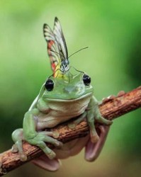 蝴蝶的福还能怎么组词