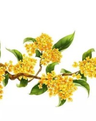 桂子桂花的桂怎么组词