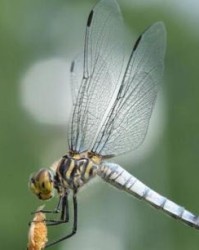 蜓蜻怎么组词