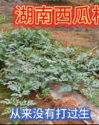 株怎么组词一株