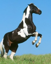 骏马的骏组词(骏马的骏组词组词)