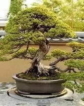 松树的松还怎么组词