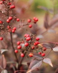 花卉的卉组词(卉组词)