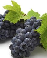 播放葡萄的葡怎么组词