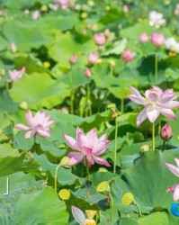 何采莲的莲怎么组词