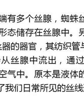 蜘蛛丝丝怎么组词