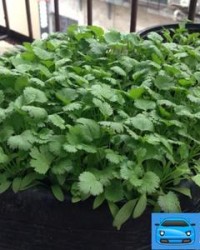 都市的都组词(都市的都组词有哪些)