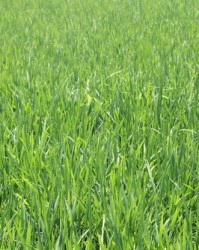 禾苗组词(禾苗组词对吗)