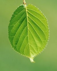 桑叶的桑叶怎么组词