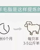 羊怎么组词海洋的