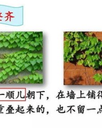 绿绿的组词(绿绿的组词一年级上册)