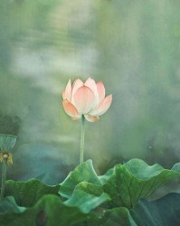 亲爱的莲怎么组词
