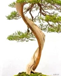 柏树的柏怎么组词