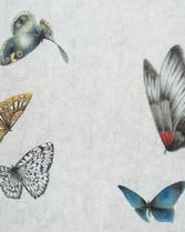 蝴蝶的蝶怎么组词