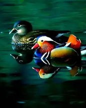 鸳鸯的样怎么组词啊