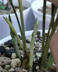 花骨朵的骨怎么组词