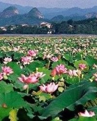 莲组词语