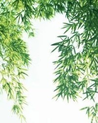 竹叶的足怎么组词